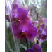Орхидея 1 ветка (Rio Grande)